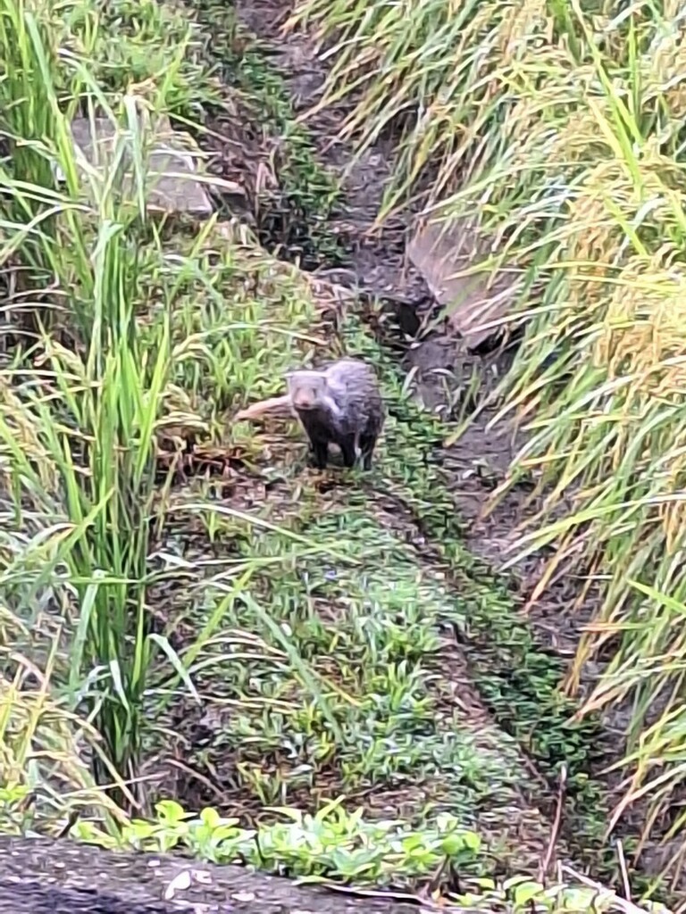 Taiwan Crab-eating Mongoose in November 2023 by inatpeshualien001 ...