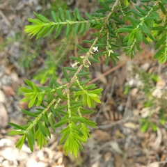 Styphelia margarodes, photograph Shelomi Doyle, CC BY, iNaturalist via GBIF