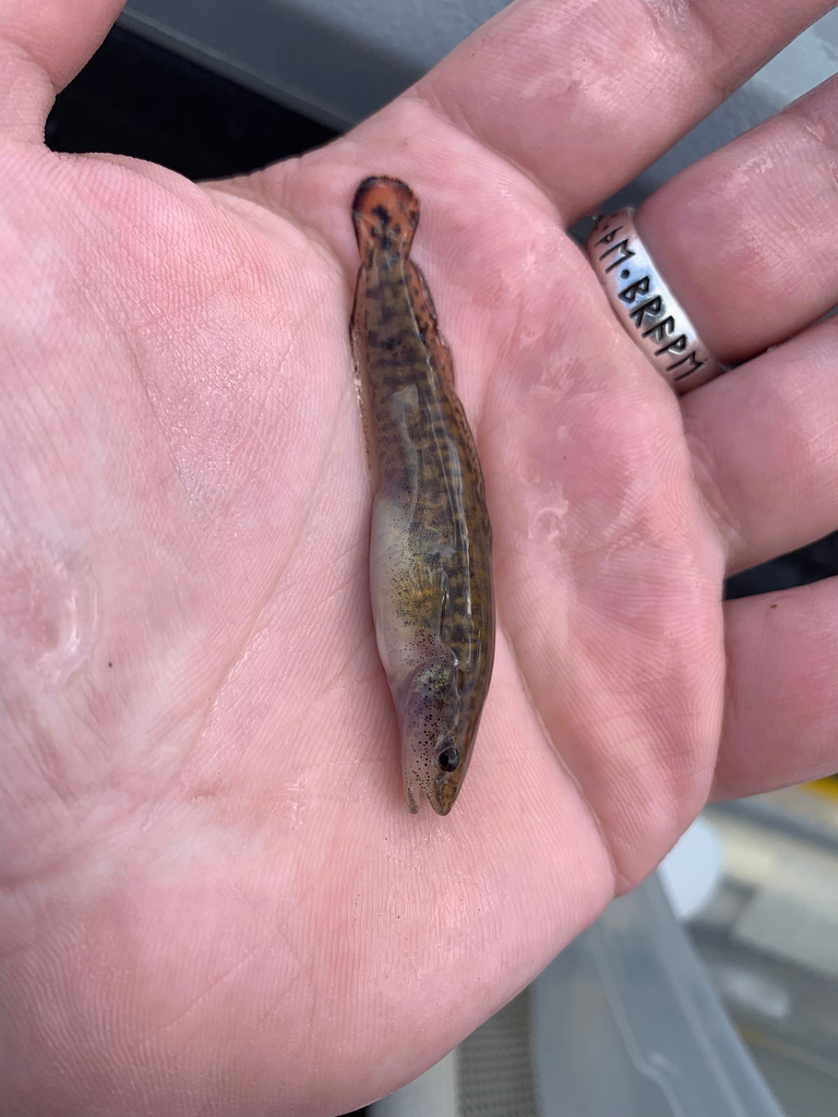 Burbot from Beltrami County, MN, USA on July 27, 2022 at 1203 PM by