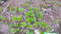 Aegopodium podagraria