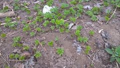 Aegopodium podagraria