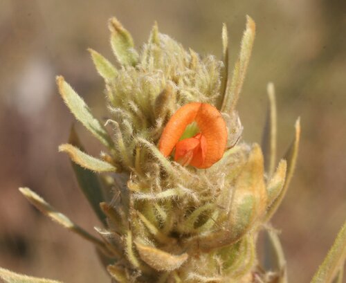 Paratephrosia lanata
