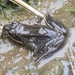 Korean Brown Frog - Photo (c) Amaël Borzée, some rights reserved (CC BY-NC), uploaded by Amaël Borzée