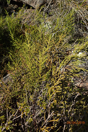 Lepidothamnus laxifolius (Lepidothamnus laxifolius)