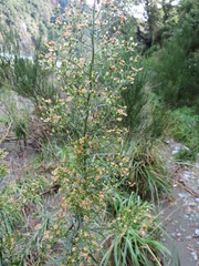 Erigeron floribundus