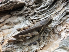 Trilophidia annulata