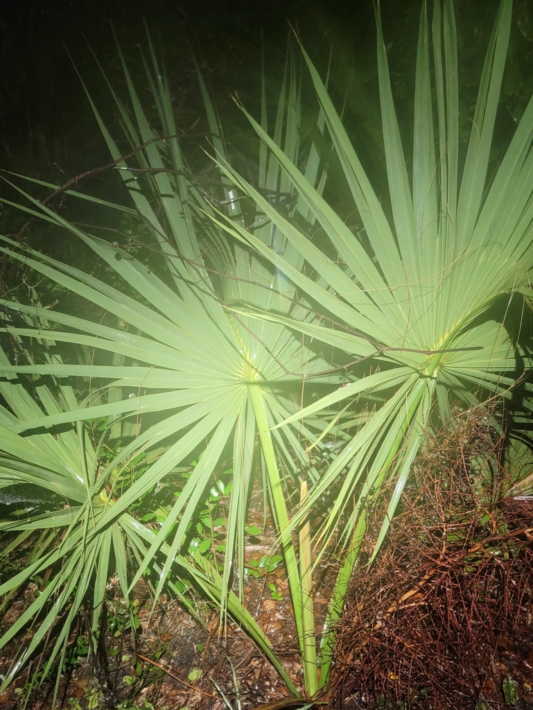 Scrub Palmetto from Astor, FL 32102, USA on December 16, 2023 at 08:31 ...