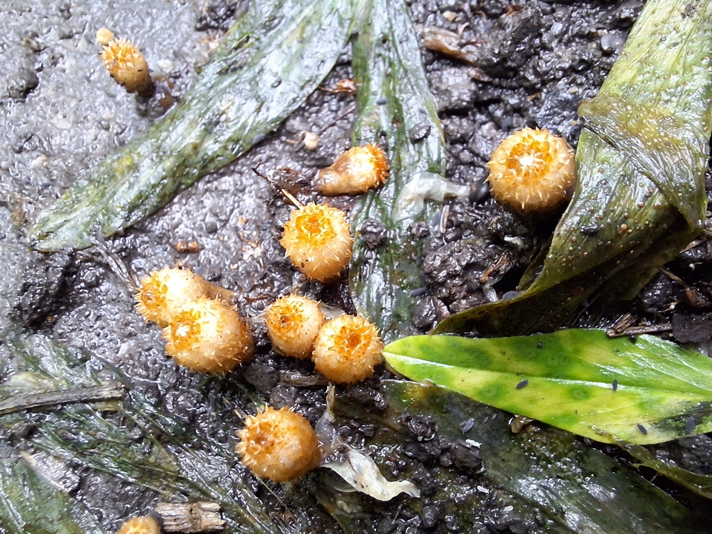 Cyathus stercoreus · December 2023 · photo: © rocio_pose (iNaturalist, cc-by)