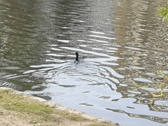 Phalacrocorax carbo