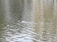 Phalacrocorax carbo