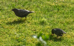 Sturnus vulgaris