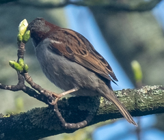 Passer domesticus