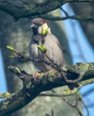 Passer domesticus
