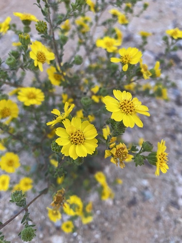 Deinandra arida (D.D.Keck) B.G.Baldwin