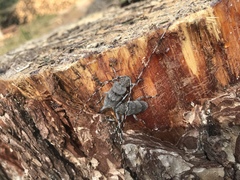 Acanthocinus aedilis