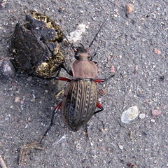 Carabus cancellatus