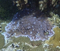 Image of Montipora flabellata