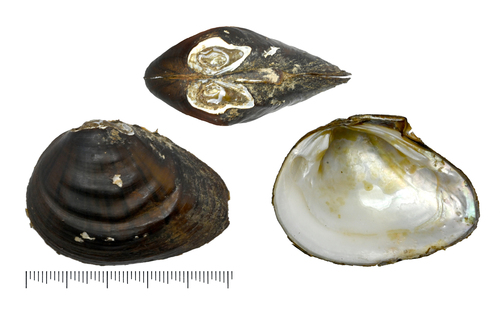 Schistodesmus lampreyanus