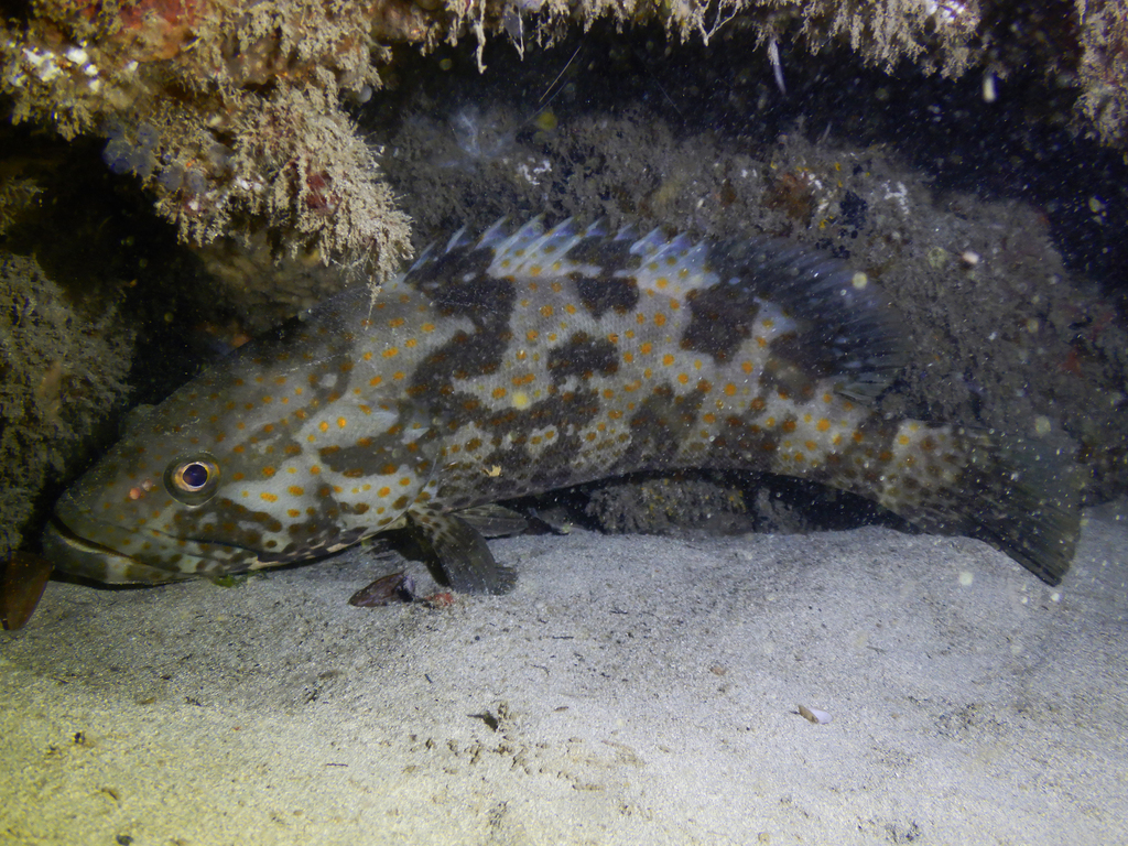 Orange-spotted Grouper