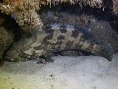 Epinephelus coioides
