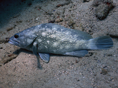 Epinephelus coeruleopunctatus