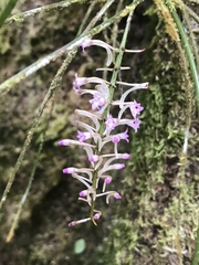 Bulbophyllum pugilanthum