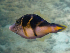 Paraluteres prionurus