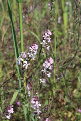 Silene gallica