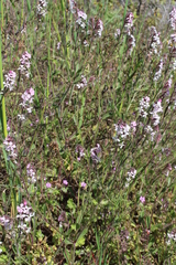 Silene gallica