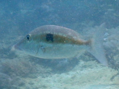 Lethrinus