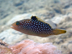 Plectropomus laevis