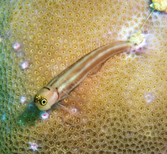 Lubbock's Combtooth Blenny photo 1
