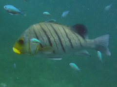 Plectorhinchus plagiodesmus