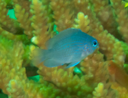 Bluespot damsel (Pomacentrus azuremaculatus) — Pomacentridae — 4