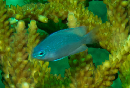 Bluespot damsel (Pomacentrus azuremaculatus) — Pomacentridae — 3