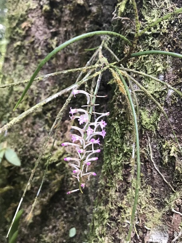 Schoenorchis