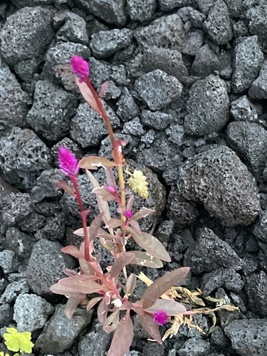 Celosia argentea observed 2023-12-20