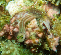 Lubbock's Combtooth Blenny photo 4