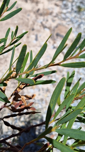 Image of Acacia ligulata by no rights reserved
