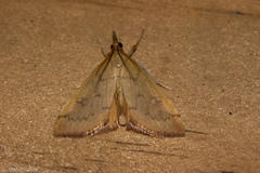 Mnesictena flavidalis