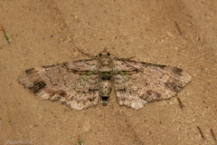 Chloroclystis sphragitis