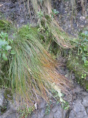 Schoenus pauciflorus