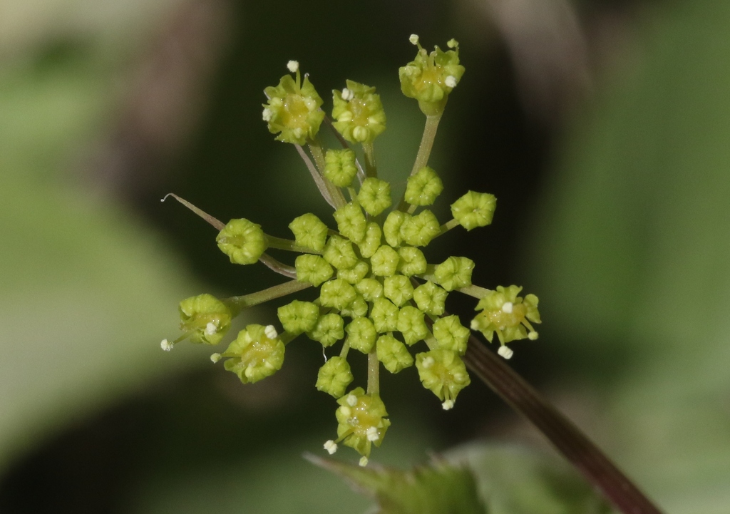Arracacia brandegeei from La Paz, BCS, Mexico on December 6, 2023 at 12
