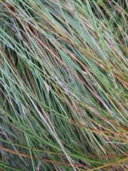 Schoenus pauciflorus