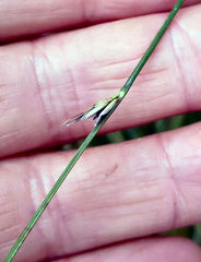 Schoenus pauciflorus