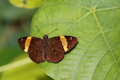 Celaenorrhinus cameroni