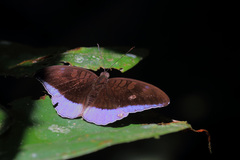 Tanaecia godartii asoka