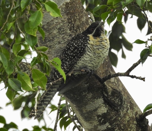 Eudynamys orientalis