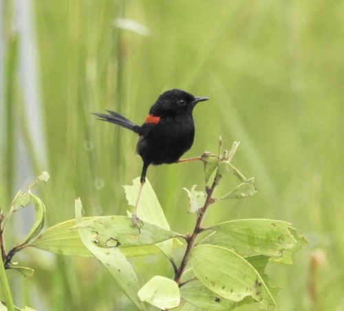 Malurus melanocephalus