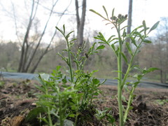 Cardamine pratensis